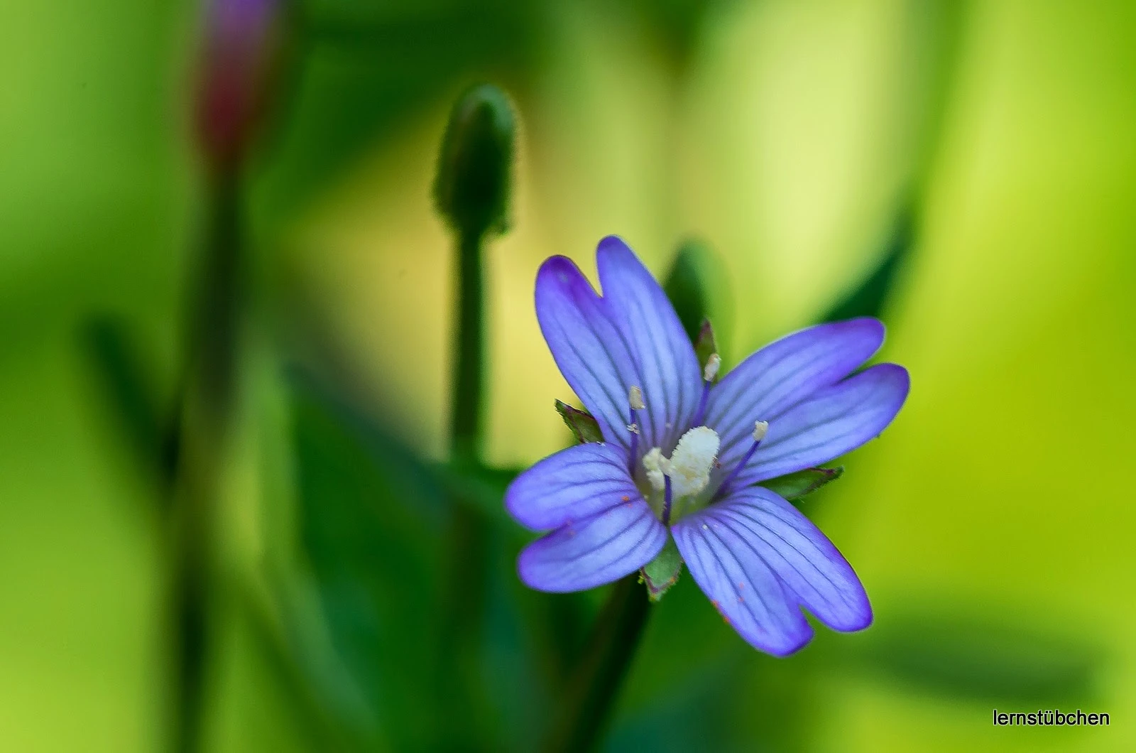 Blume.jpeg